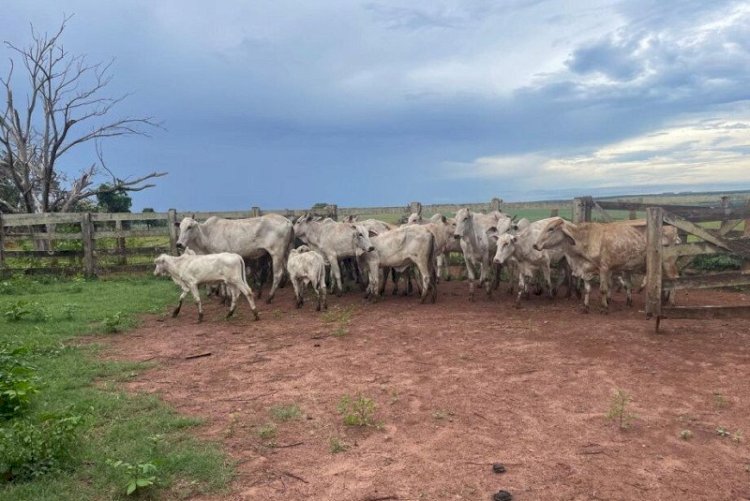 Produtor rural é preso após roubar 25 cabeças de gado em MS